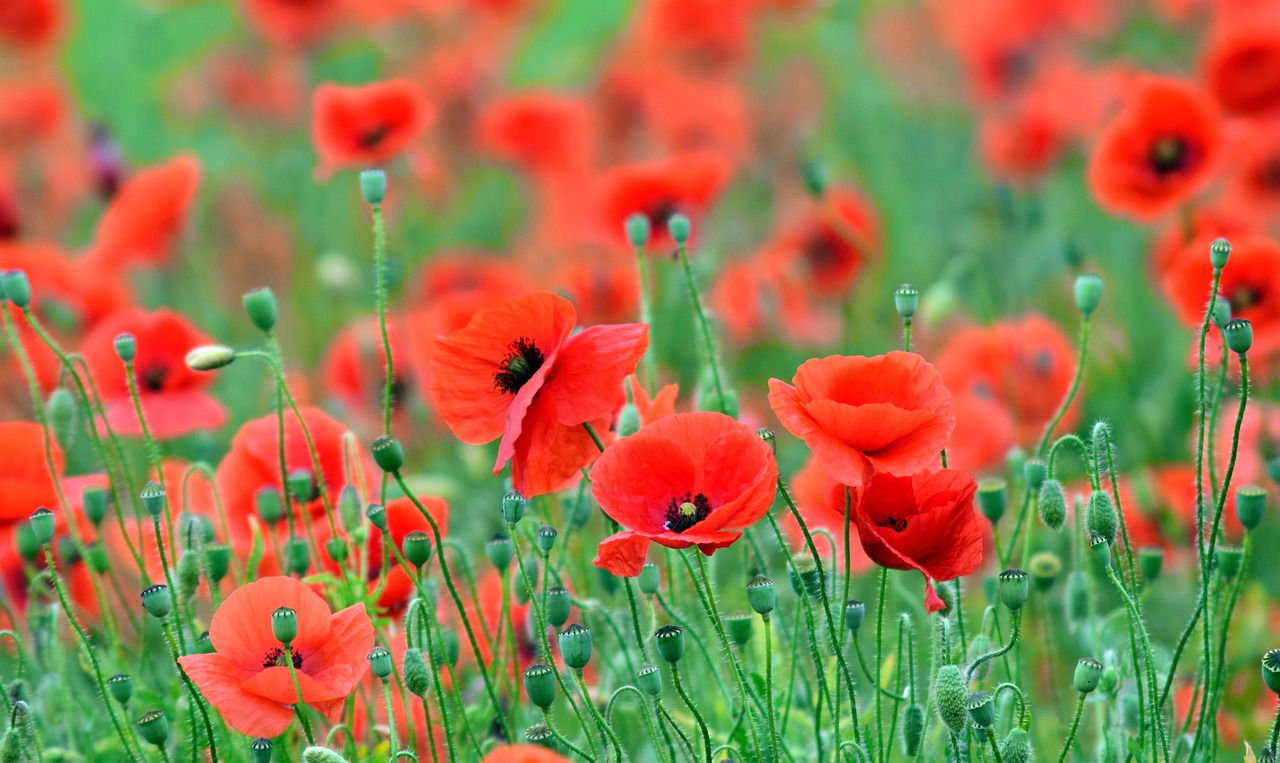 詩のイメージを伝える絵画