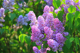 詩のイメージを伝える画像